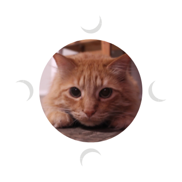 A photo of a beautiful ginger cat who is a bit silly